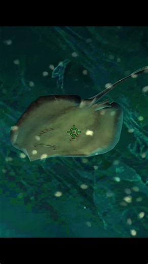 Hunting the deepwater stingray #deepsea #deepwaterstingray