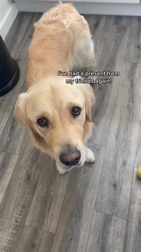 Bueno loved having the control! #dogs #goldenretrieverlife #goldenretriever #goldenretrievers #dog | Bueno the Goldenretriever