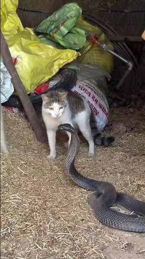 Cat vs Snake – Who Wins?😲