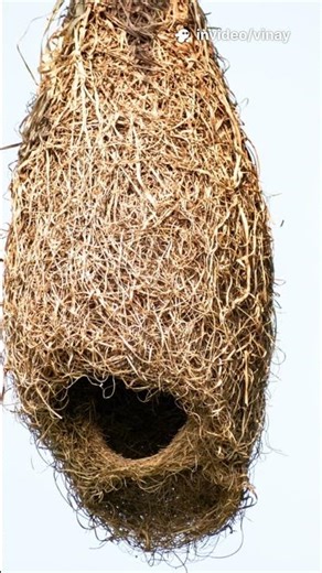 Civil Engineer Bird?!