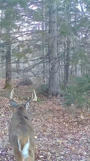 His last scrape. Blessed to be able to harvest this giant. #maine #deerhunting #wildlife #fyp #viral