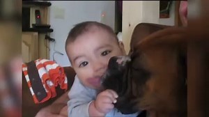 Monkey Throws Poop and Other Funny Animals Caught on Tape _ Funny Pet Videos