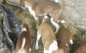 狗狗农场捕鼠灭鼠系列第一期-梦开始的地方-和普卢默梗一起打老鼠【搬运】【Severn Valley Ratters】