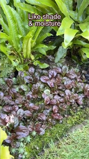 In Blooms & After Dead Headed, Ajuga "Blue Bugle" June 2026