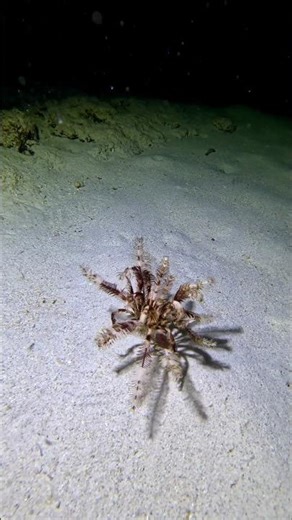 Incredible Feather STARFISH swimming #marinemystery #seacreatures #gopro