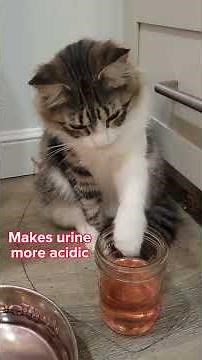 Kitty UTI and Cranberry Juice