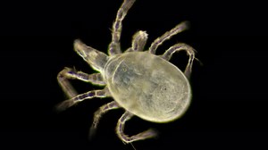 Acari, a Saprophage Mite, Under a Microscope