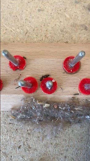 Carpet beetle🪲larvae 🐛 ⤵️