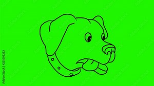 2d Animation motion graphics showing drawing of a Labrador Retriever, Black Lab or retriever-gun dog, with eyes popping and jaw dropping on white and green screen with alpha matte in HD high definiti