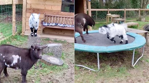 ''Living the best life!' Baby goats trying to jump on the trampoline'