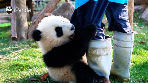 ‘Smile Messenger - My Story With Pandas’ Campaign is now officially kicking off! We’d love to invite all panda lovers to share your original photographic, video, painting, and handmade works related to giant pandas, or you can create creative panda artwork that you are good at. This campaign starts on April 30, click the link for more information: https://en.ipanda.com/2024/04/30/ARTIgeT2dN0C84kBWT1jzroh240430.shtml Requirement: Send HD videos at least 45 seconds long or pics in jpg/jpeg/png for