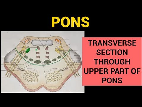 Pons Anatomy (3/3) | T.S. through Upper Part of Pons