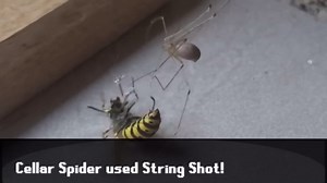 Watch this spider attack a curious mouse