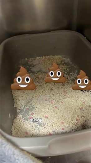 Follow-up of cat operation for intestinal foreign body After Xiaomi s operation everyo