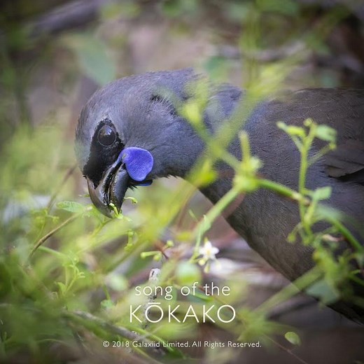 Song of the Kōkako