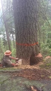 #logger #logging #chainsaw #arborist #stihl #treework #stihlchainsaw #treelife #treecutting #loggers #husqvarna #loggerlife #treefelling #treecare #lumberjack #treesurgeon #forestry #treeremoval #treeclimber #arboristlife #arblife #treeservice #treeclimbing #arboristsofinstagram #arboriculture #treeworker #timberfaller #trees #tree #chainsaws#holzhacken #holzfäller #holzbearbeitung #holzarbeiten #Holzfäller #texaschainsawmassacre #alaskalife #stihlusa #husguvarna #tahtacıoğlu #treecutting #chain
