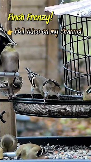Backyard Finch Frenzy | Real Wildlife Sounds (4K) - #shorts #youtubeshorts #trending #viral #fyp