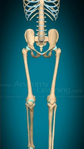 "Hip Joint Flexion & Extension | 3D Anatomy Animation"
