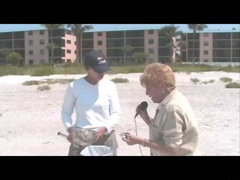 Junonia Shell - How To Land The Big One On Sanibel