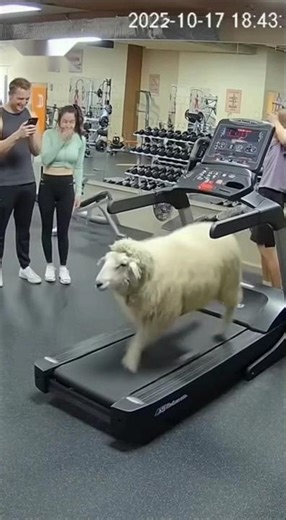 So Funny Sheep Shorts #shorts