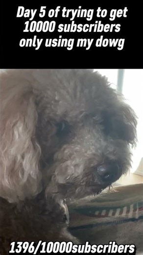 Dy 5 of trying to get 10000 subscribers only using my dowg #dogs