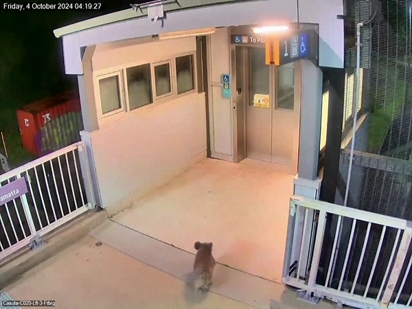 Koala's train station adventure derailed by police