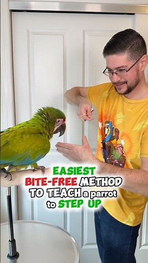 Easiest Bite-Free Method to Teach a Parrot to Step Up