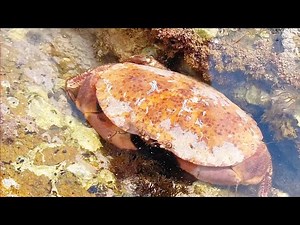 【English sub】Large goods are hidden in the reef area after the spring tide