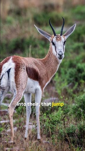 This Antelope Jumps Higher Than You Think 😳 | Springbok Facts #facts #shorts