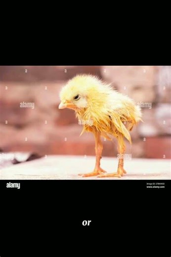 pullorum Disease #poultryfarming #poultrydiseases #chickenfarming