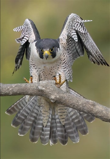 Meet Maxine and Odin: A Peregrine Falcon Pair