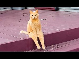 🔴 WATCH LIVE: FUNNIEST PET VIDEOS 24/7 🤣