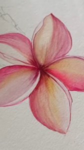The Botanical Watercolor Process: My Art Journey