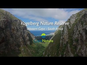 Kogelberg Nature Reserve: the Cape's floral wonderland