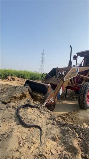The deadly snake trapped in the Russian tractor bucket suddenly broke free and moved toward everyone