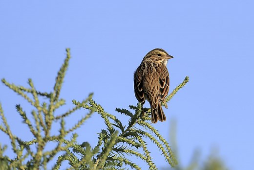 21 Species Of Sparrows In British Columbia (ID And Song Guide)