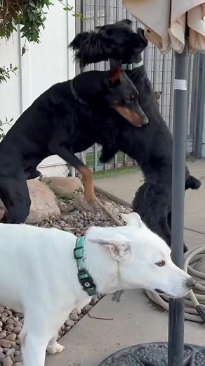 In the Dominance game the ability to get higher matters. Prince tried to quell this dominate hyper female to help her with her dog interactions. #princebeckman