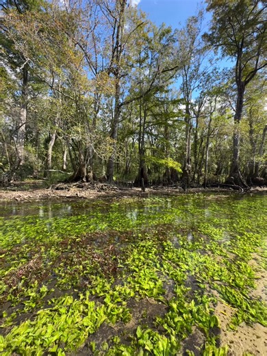 1K views · 30 reactions |  Let’s pray today  | Florida Springs | Facebook