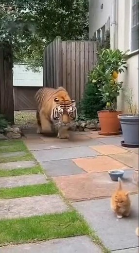 Created with AI：Brave Cat vs Ferocious Tiger 🐯 | Giant Orange Cat Fights to Save Two Kittens#cat