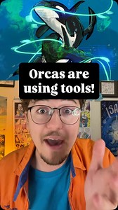 2.8K views · 15 comments | First use of tools observed in Orcas!!瀞漢 - #art #orcas #animalfacts | Casey White | Facebook