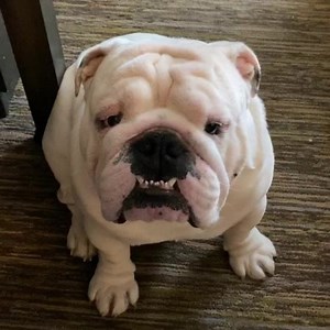 The Bug Man played a wicked trick on the mommy this morning after his first poop. Now the worst part is I have to go clean it up - oh give me strength - sometimes being a dog mom just isn’t fair! Oh Augie... | Augie Doggy’s Place