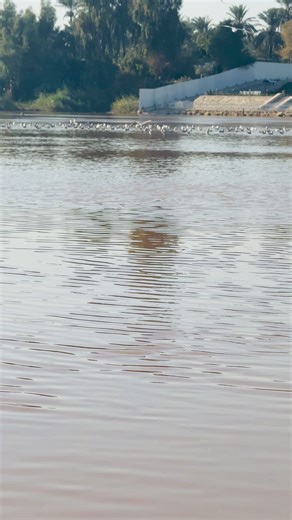 علي حسين (@ali_1995r)’s videos with الصوت الأصلي - الراحـــــل