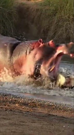 Bull Hippo Clash with Nile Crocodile in Tight River Showdown #wildlifeentertainment #wildanimals