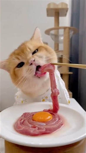 look at this cat eating meat and eggs #cats #cat #funny #shorts