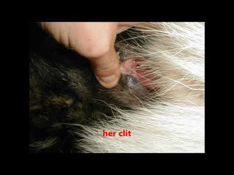 Dogs mating For educational study and purposes only