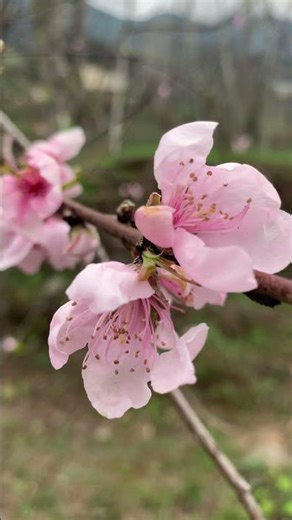 Beautiful Spring Blossoms 🌸 Green Trees & Peaceful Nature Vibes
