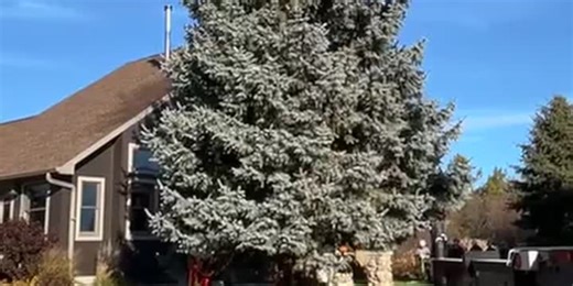 South Dakota Christmas tree chosen