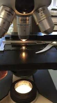 Montrer le condenseur et diaphragme du microscope