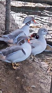 mandarin duck🦆🦆🦆 | Mozumdar agro farm