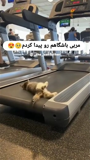 ‎پدر گوربا/ روزمرگی با گربه‌ها/ بلاگر گربه‌ای/ طنز و گاها احساسی‎ on Instagram‎: "من از شنبه شروع میکنم با ایشون🤩😍. شماهم فالو‌کن و شادی رو باما شروع کن . @_the_catfather"‎